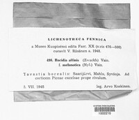 Toniniopsis subincompta image